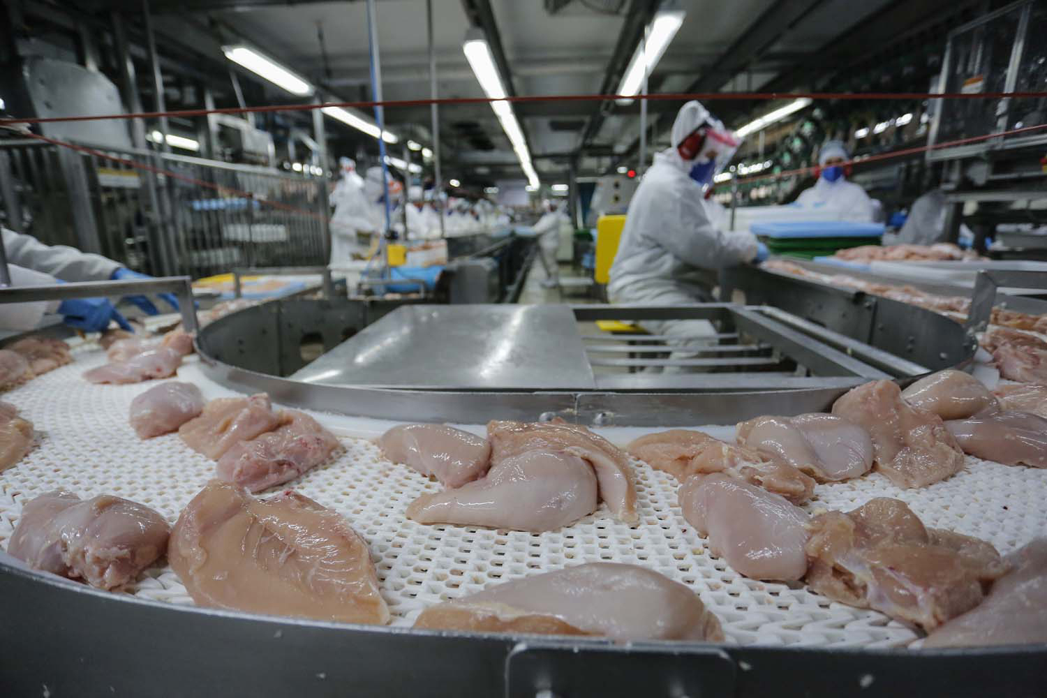 Lar Cooperativa abate de frango