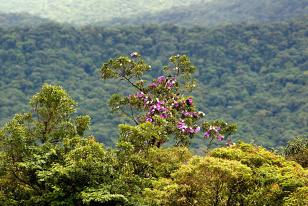 Programa de gestão ambiental do IAT é apresentado ao Banco Mundial