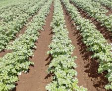 Produção e processo da batata. Foto: Gilson Abreu/AEN