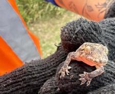 Monitoramento ambiental garante requalificação eficiente da orla de Pontal do Paraná