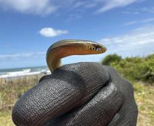 Monitoramento ambiental garante requalificação eficiente da orla de Pontal do Paraná