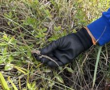 Monitoramento ambiental garante requalificação eficiente da orla de Pontal do Paraná