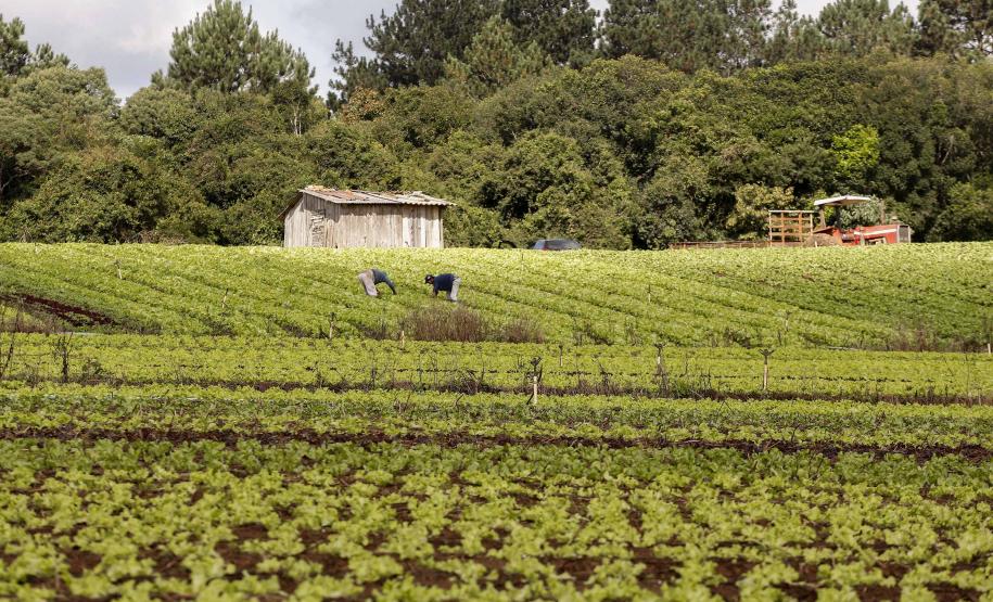 Plantação de hortaliças na colônia Muricy. São José dos Pinhais, 30-04-19. Foto: Arnaldo Alves / ANPr.
