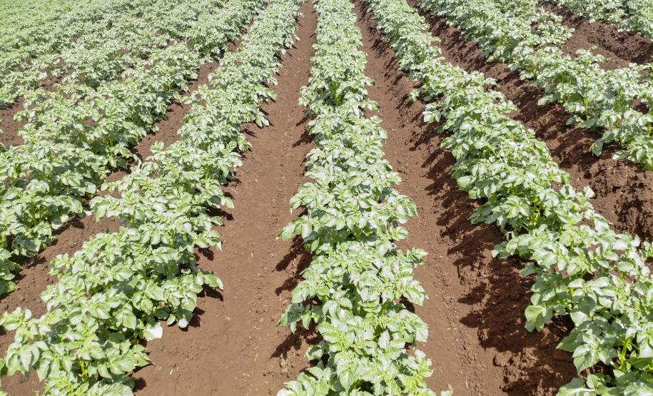 Produção e processo da batata. Foto: Gilson Abreu/AEN
