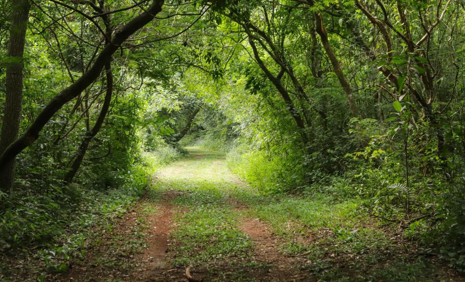 Caminhos do Peabiru: expedição de francês reforça importância da rota histórica no Paraná