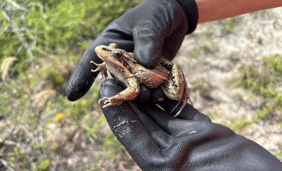 Monitoramento ambiental garante requalificação eficiente da orla de Pontal do Paraná