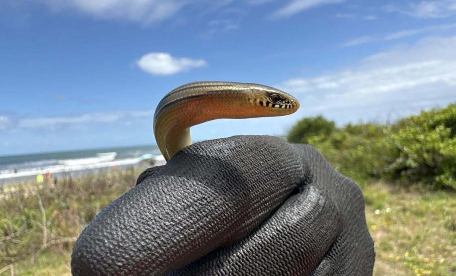 Monitoramento ambiental garante requalificação eficiente da orla de Pontal do Paraná