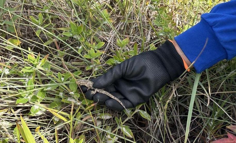 Monitoramento ambiental garante requalificação eficiente da orla de Pontal do Paraná